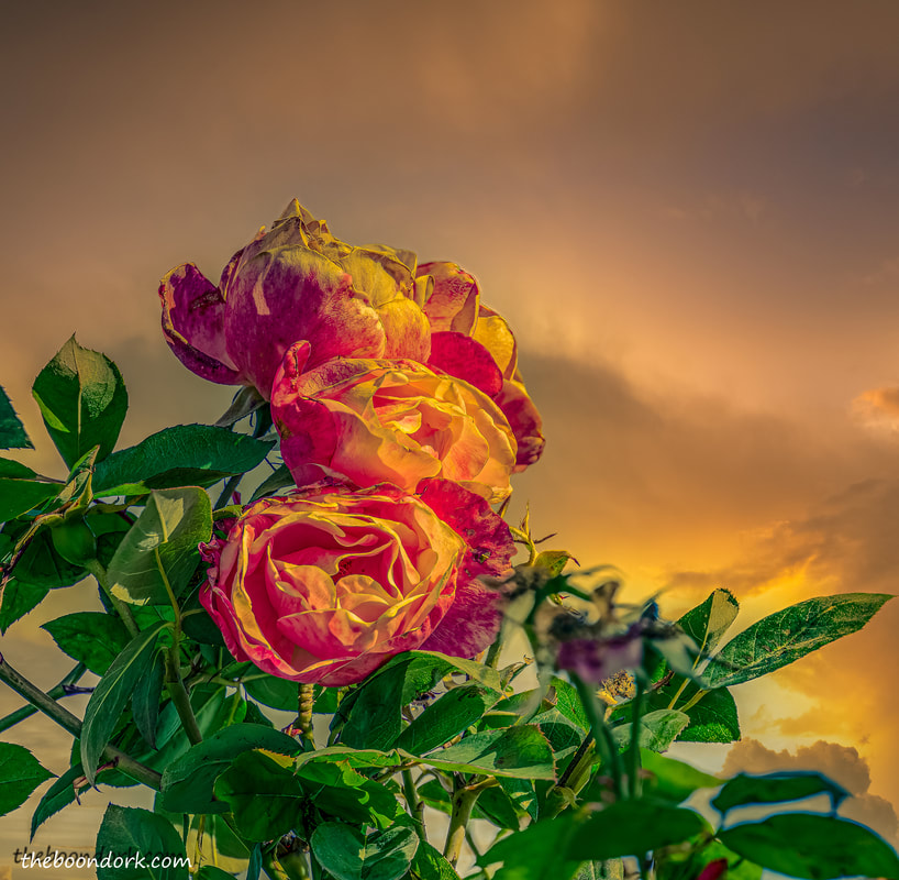Sunset roses Picture