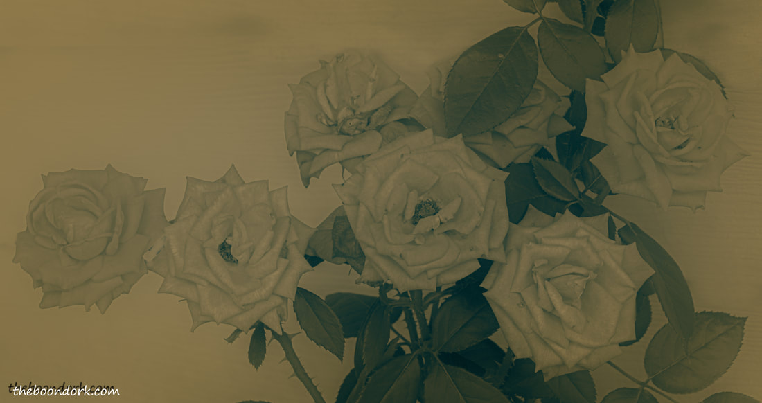 Faded roses Picture