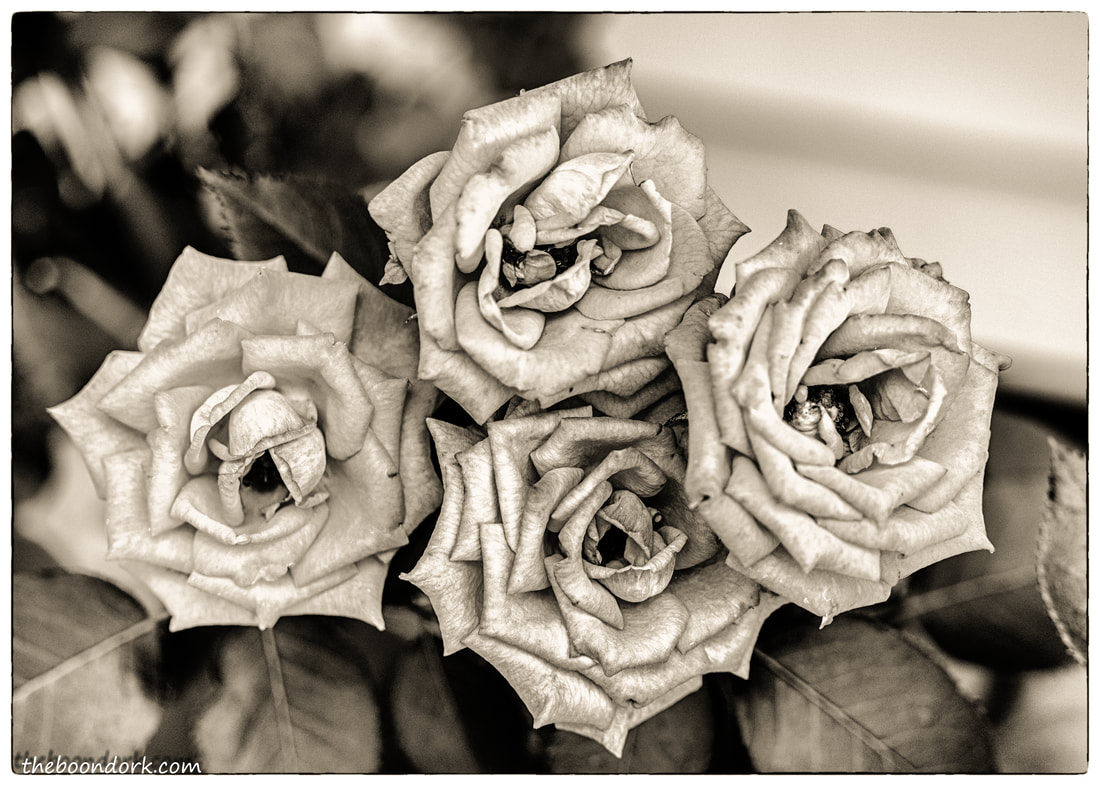 Old roses Picture