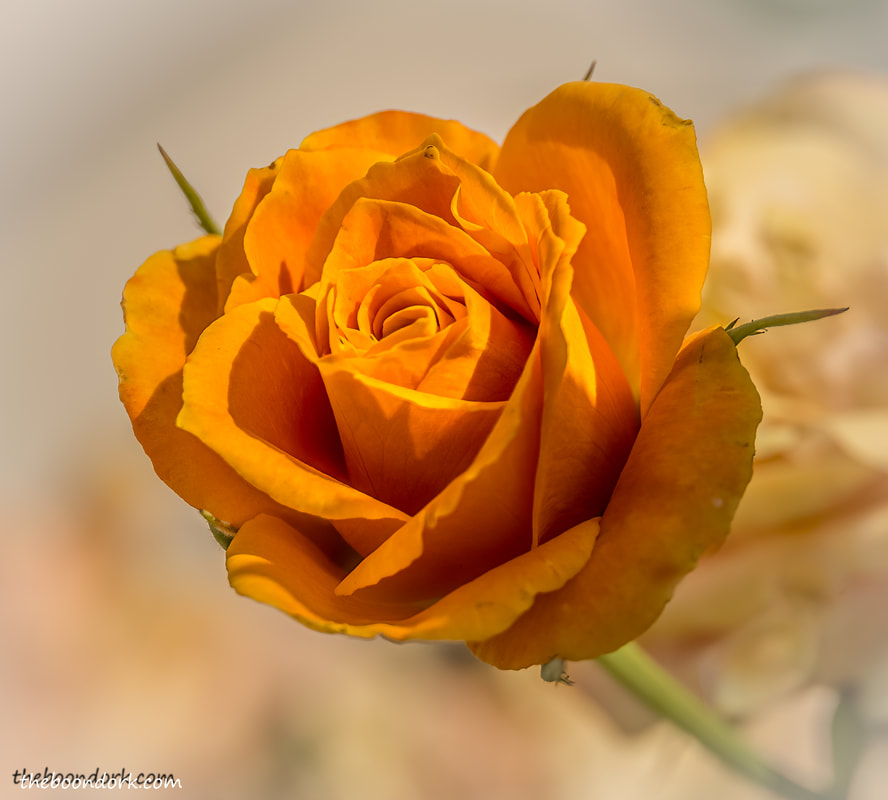 Orange rose Picture