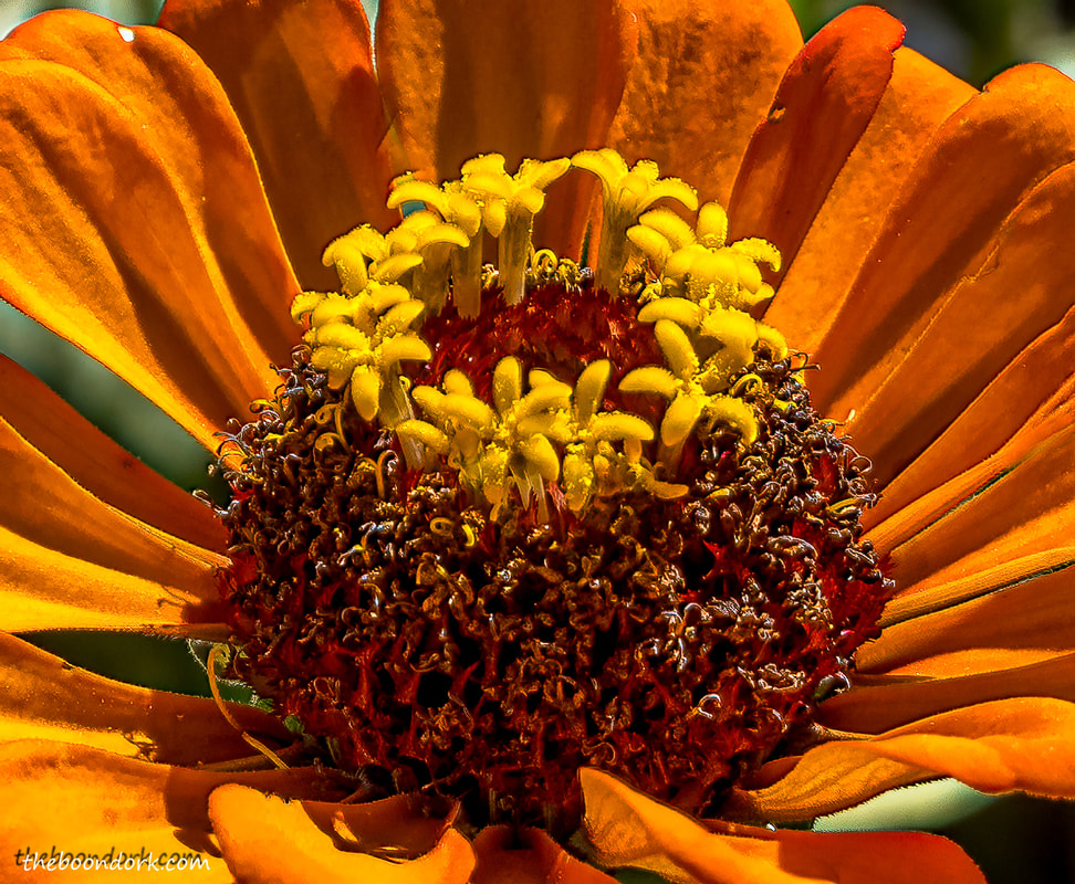 Orange flower Picture