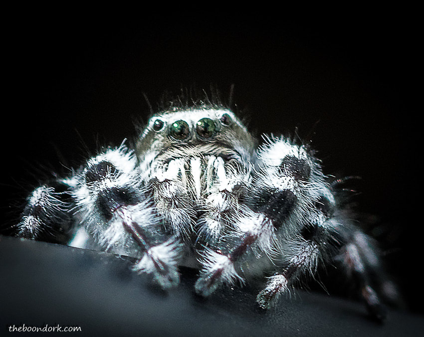 Colorado jumping spider