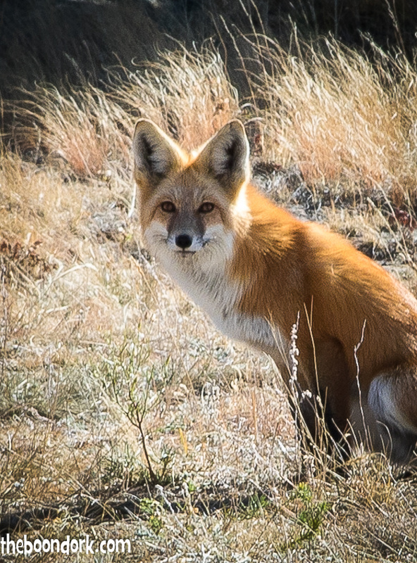 Red Fox 11 mile state Park Colorado
