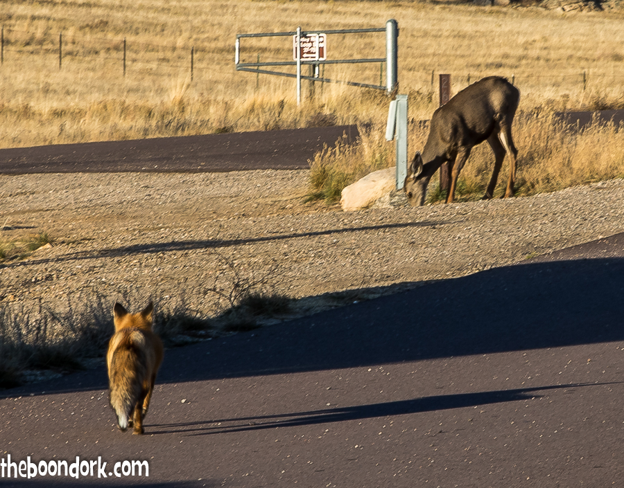 Red Fox and mule deer 11 mile state Park Colorado