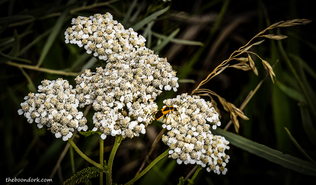 White wild flowers Picture