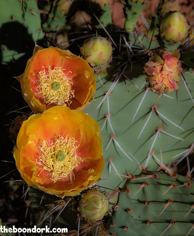 Prickly pear cactus blossoms