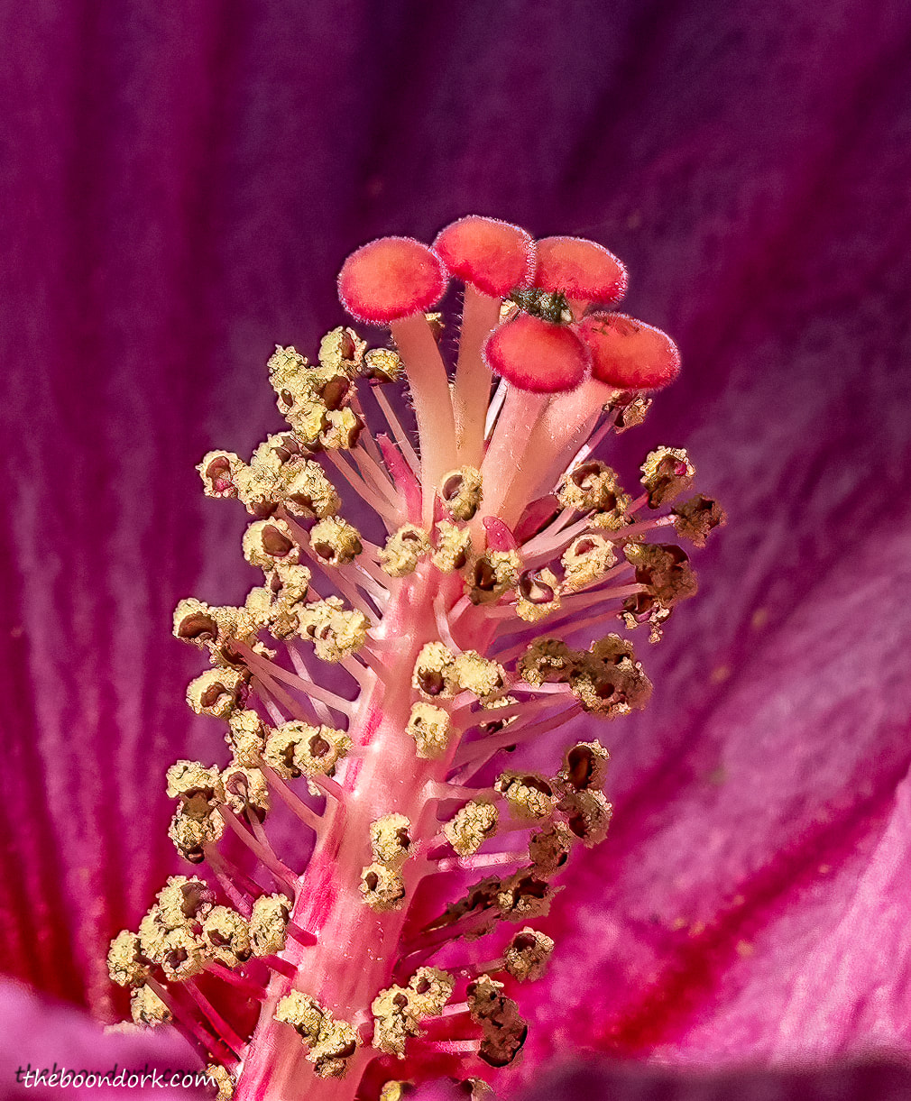 Hibiscus Picture