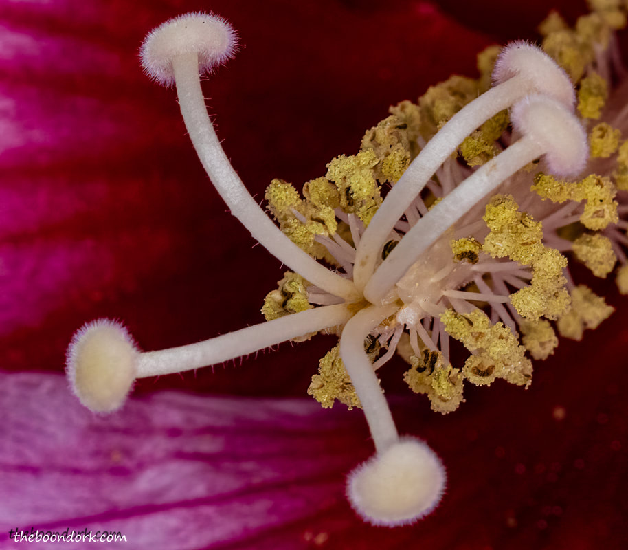 Close-up of Hibiscus Picture