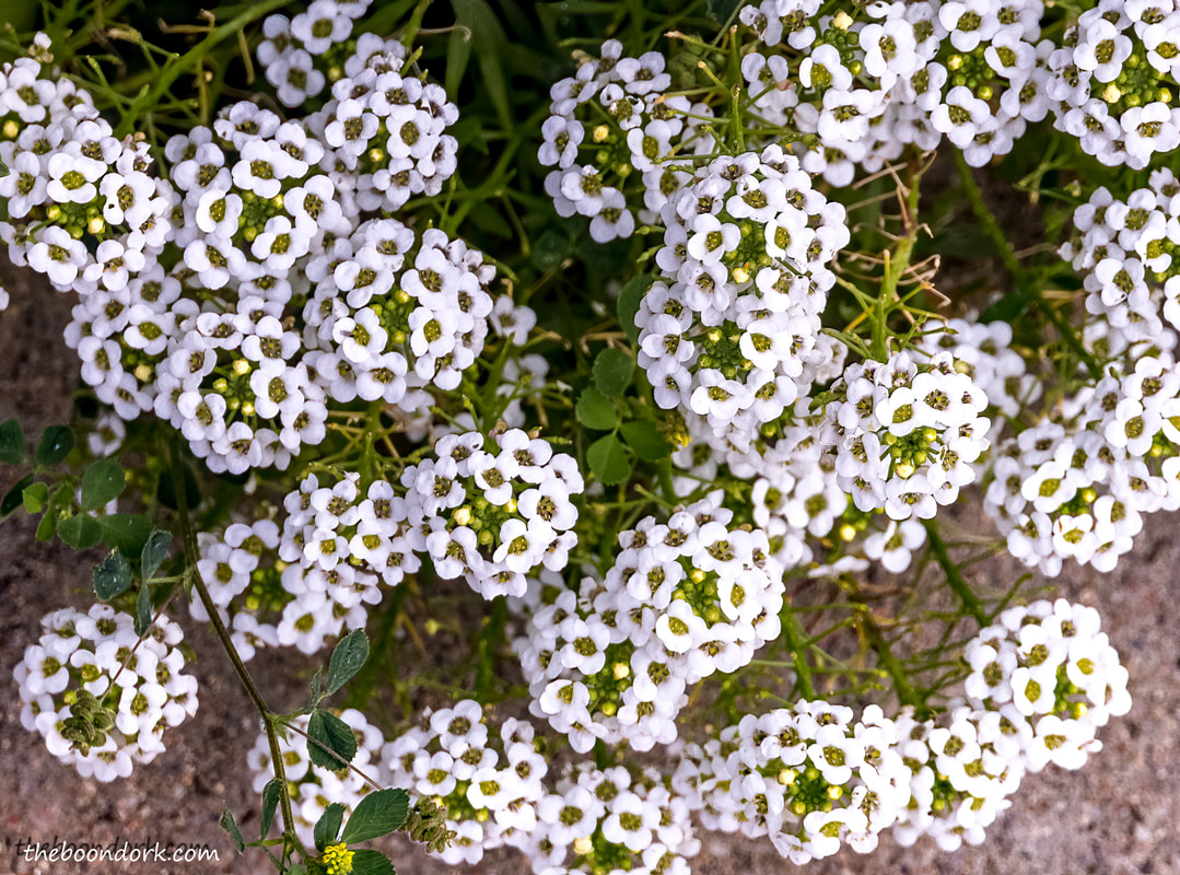 Little white flowers Picture
