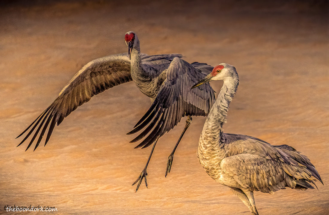 Mating dance Sandhill cranes Whitewater draw Arizona Picture