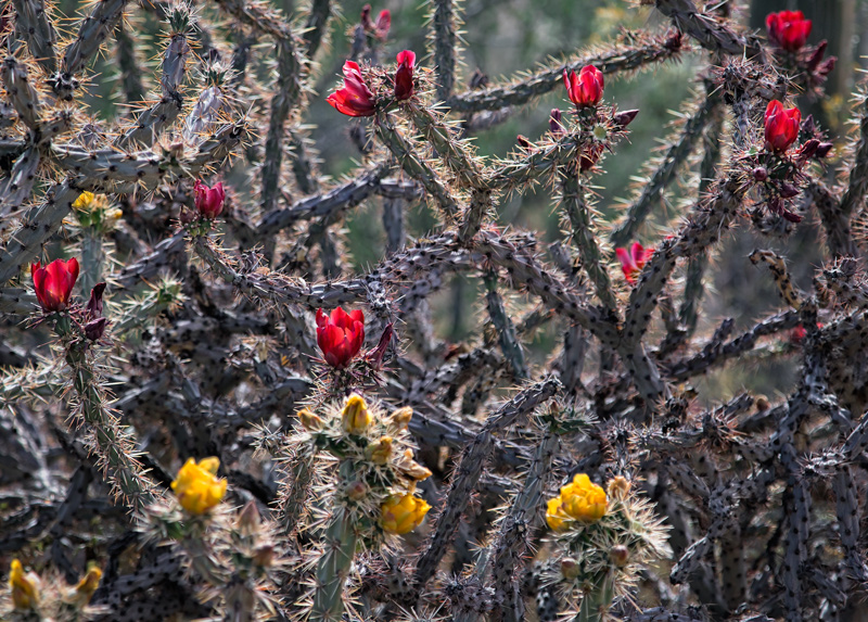 Cactus flowers Saguaro national Park Tucson Arizona
