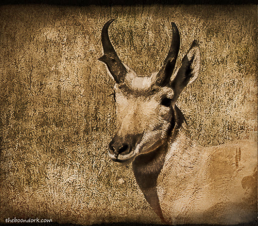 Antelope Colorado Picture