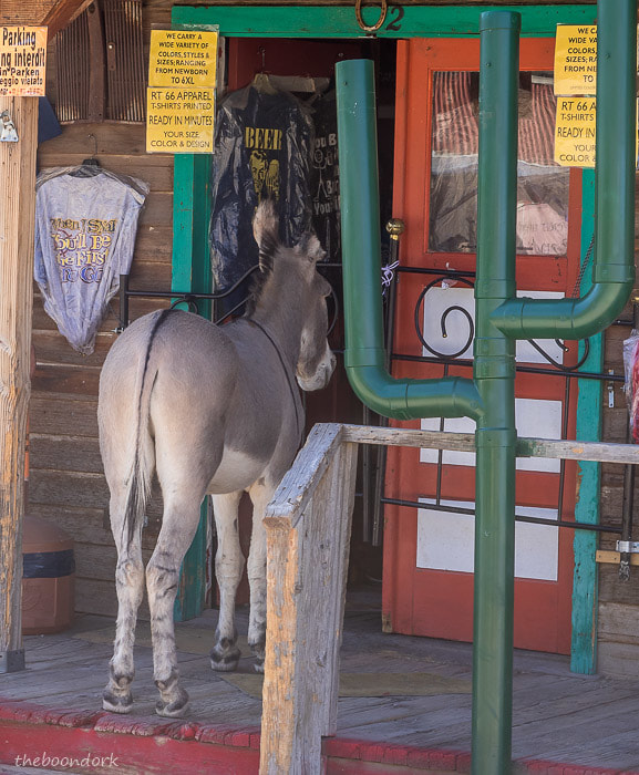 Donkey in a door Oatman Arizona