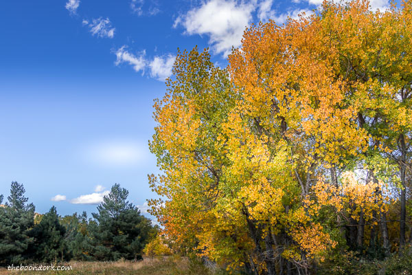 Fall leaves in Denver Colorado
