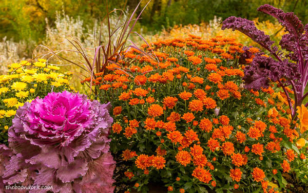 Flowers at Chatfield botanical gardens