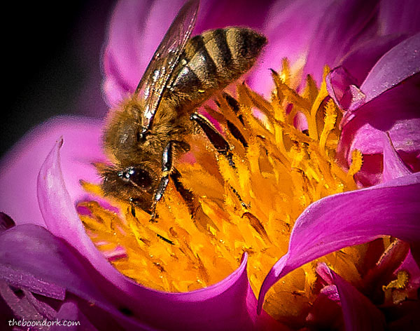 Honeybee in purple flower