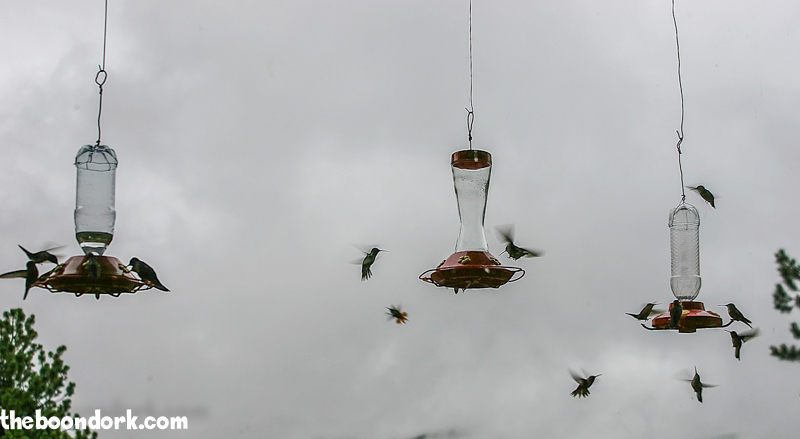 Hummingbirds on a cloudy day