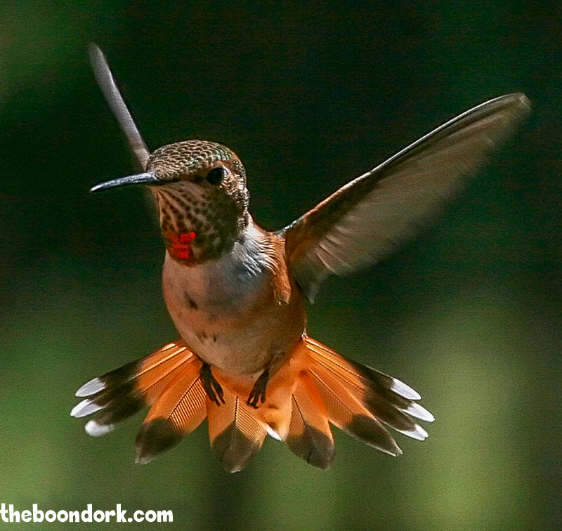Male hummingbird Colorado