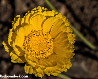 A yellow flower at box wash Wickenburg Arizona