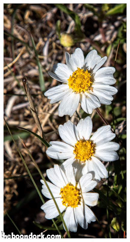 Tiny white flowers Santa Rosa Lake State Park New Mexico