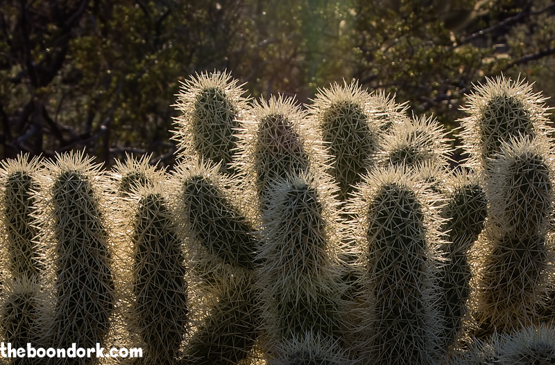 Backlit Cholla cactus Boondocking Wickenburg Arizona