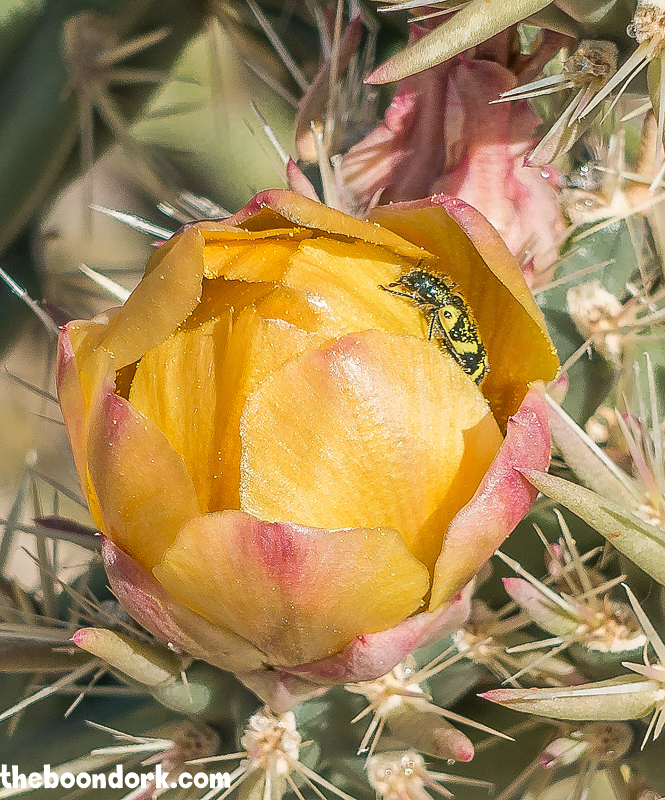 Buckhorn cactus flower