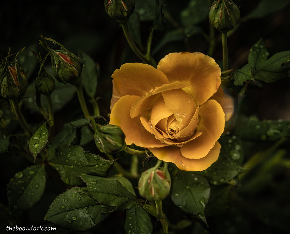 Golden Rose Picture