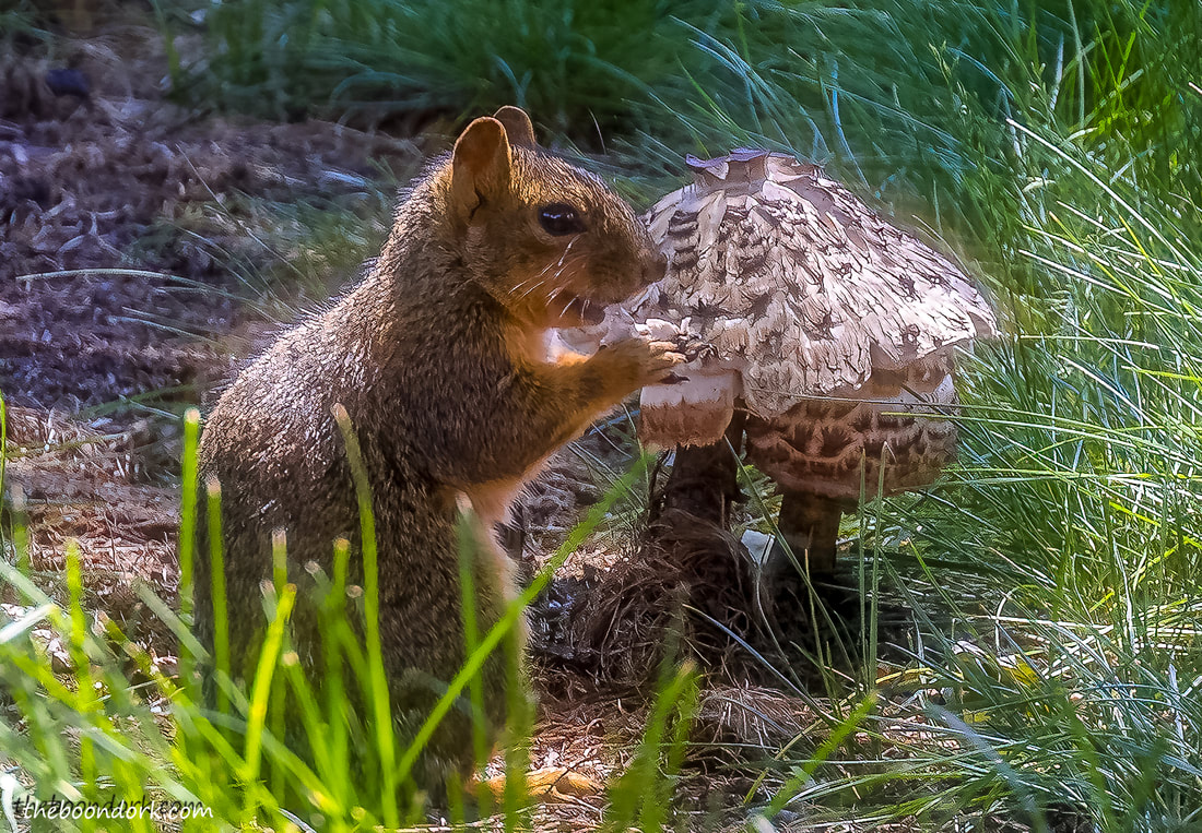 Squirrel eating a mushroom Picture