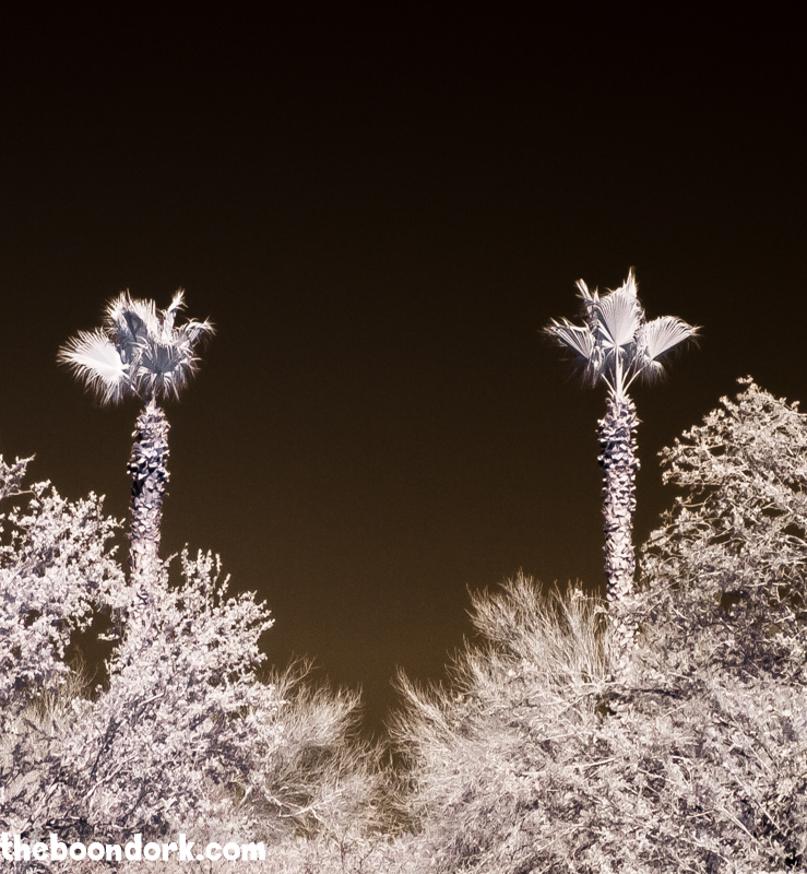 Infrared palm trees Boondocking Quartzsite Arizona