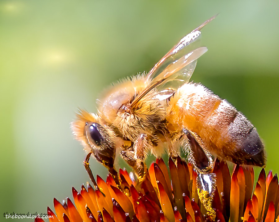 honeybeePicture