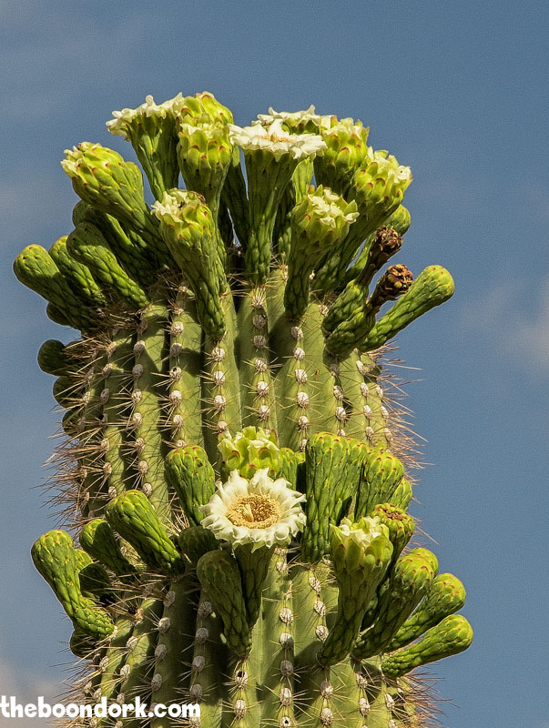 Saguaro cactus blossoms Ben Avery's gun range Phoenix Arizona