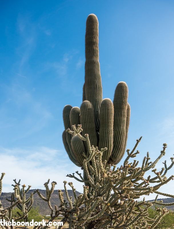 Saguaro cactus Ben Avery's gun range Phoenix Arizona