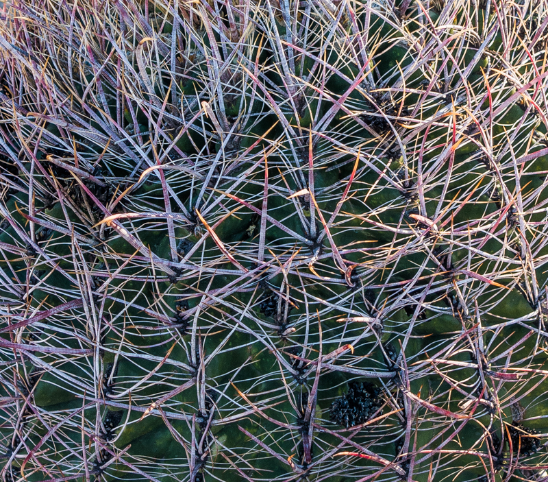Close-up of a barrel cactus in Phoenix Arizona
