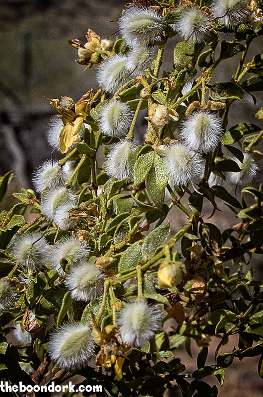 Fuzzy things hanging from a tree