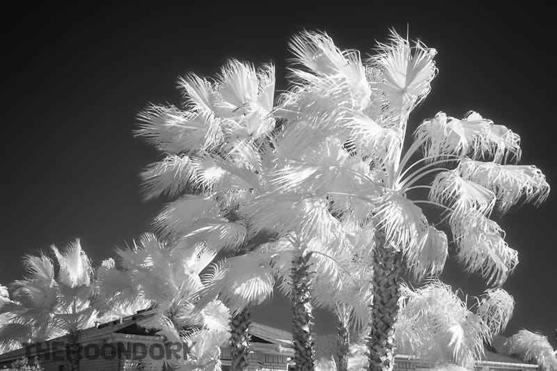 Infrared picture Padre Island
