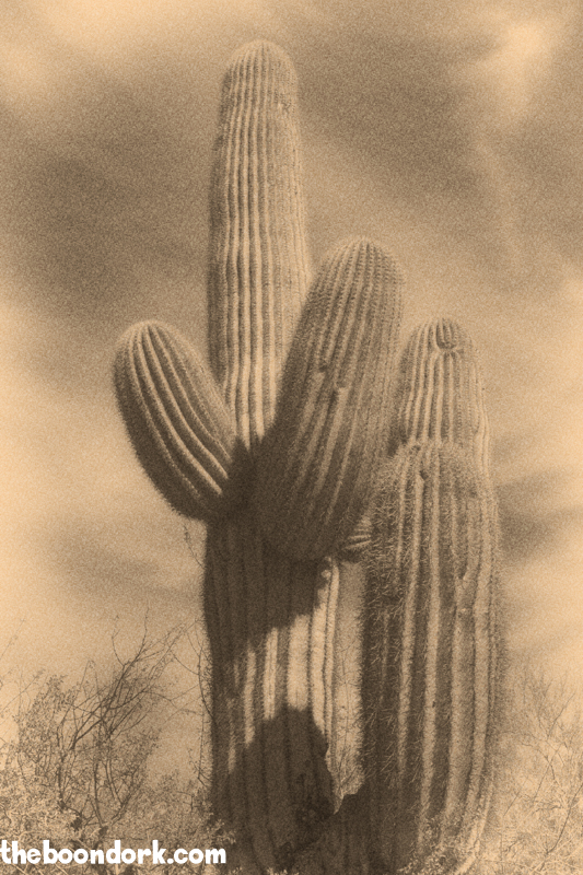 Saguaro cactus Boondocking BLM