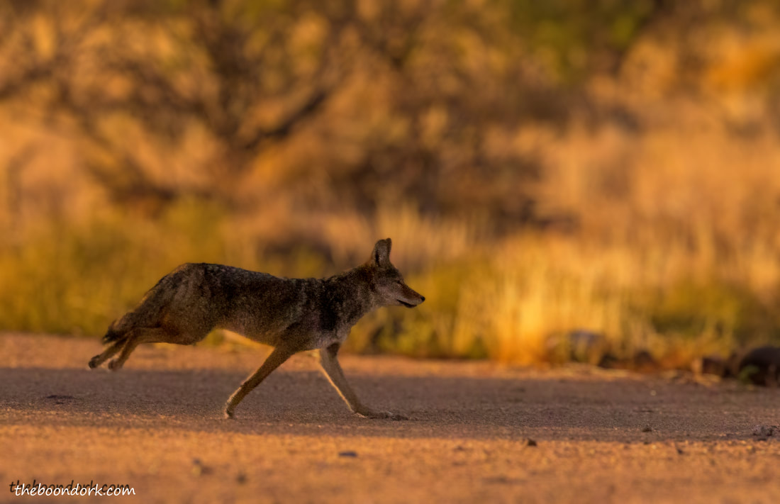 Arizona coyote Picture