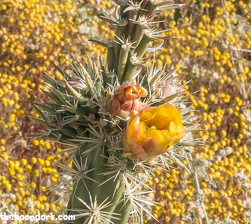 Buckhorn cactus flower Ben Avery's gun range Phoenix Arizona