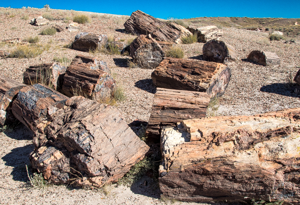 Petrified logs in the Petrified Forest National Park NM