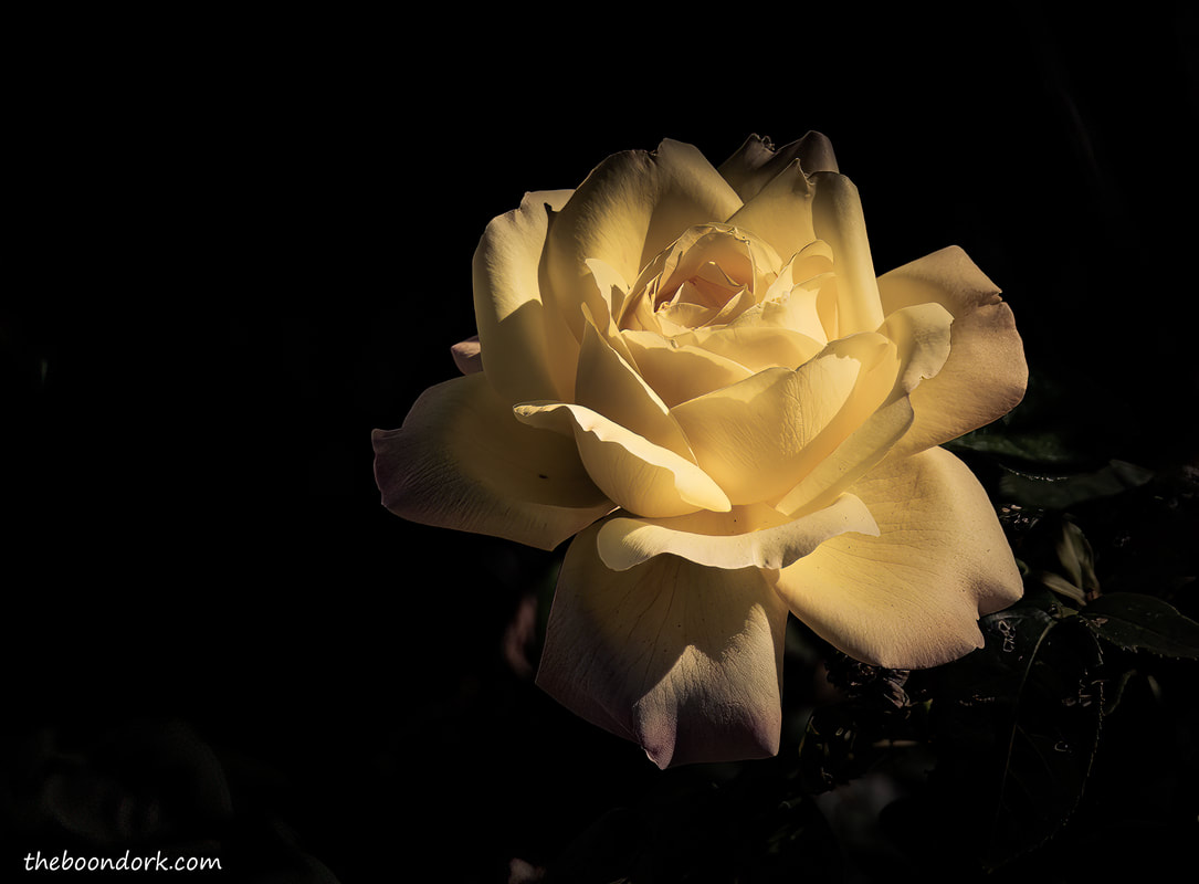 nighttime rosePicture