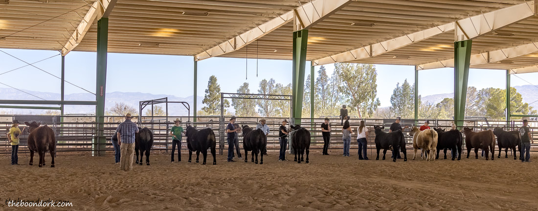 Cattle judging contest Tucson Arizona Picture