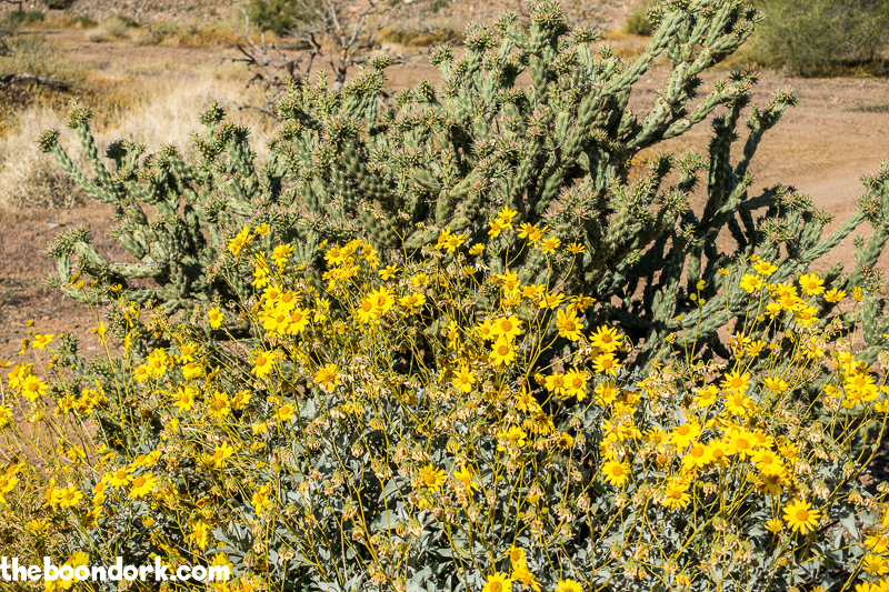 Buckhorn cactus and yellow flowers Ben Avery's gun range