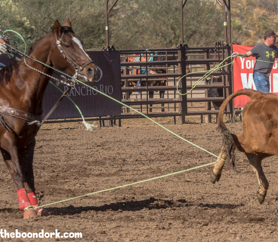 Cowboy roped his own horse Wickenburg Arizona