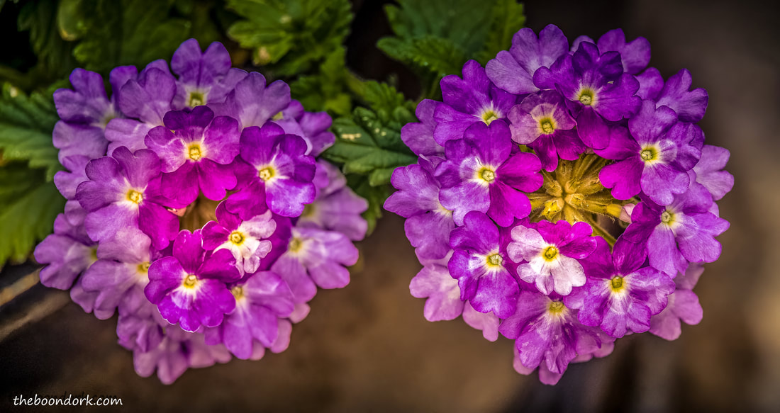 Purple flowers Picture
