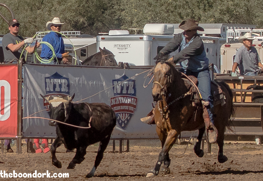 Cowboy roping a steer Wickenburg Arizona