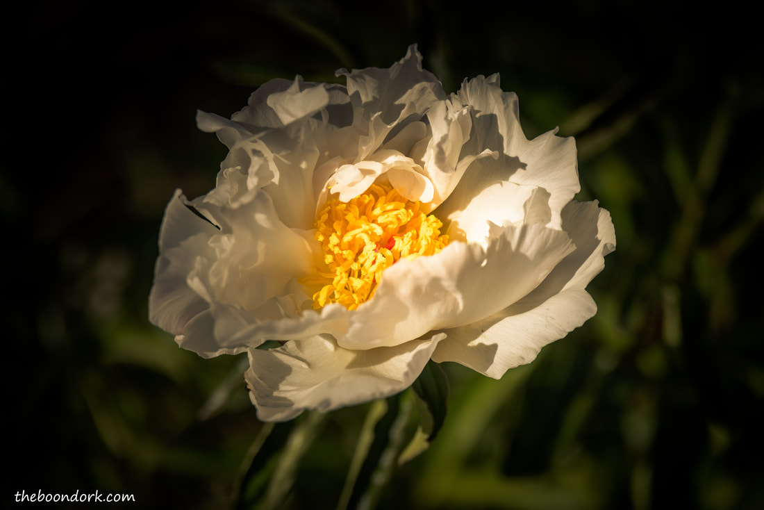 White Peony Picture