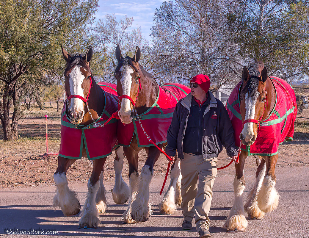 Budweiser Clydesdales Picture