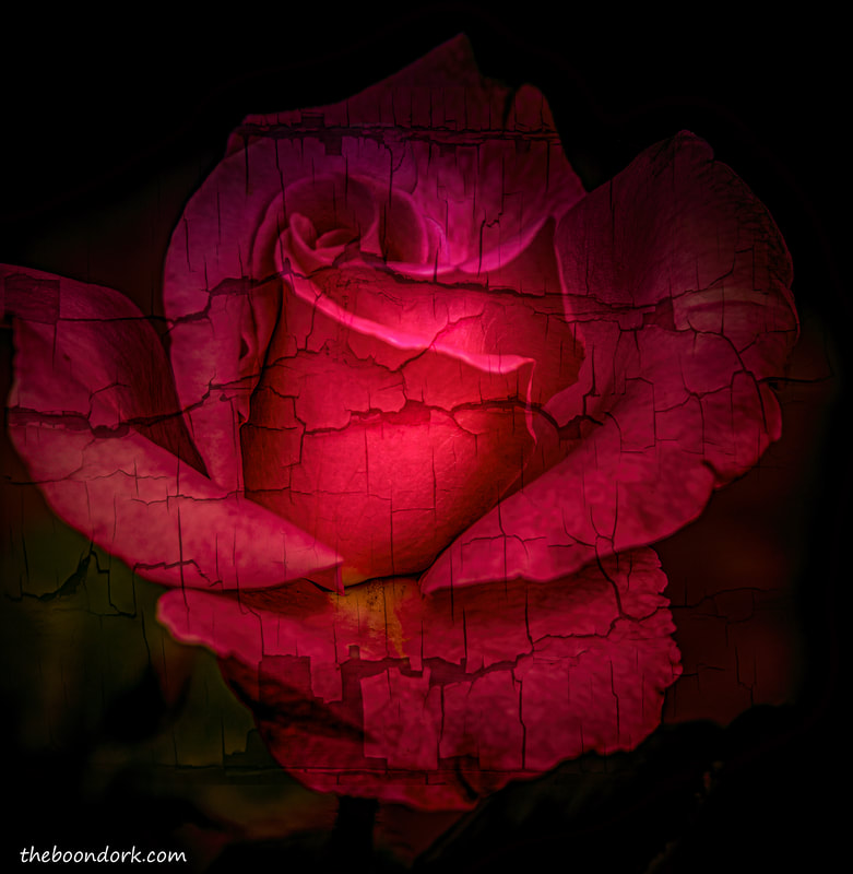 A red rose Picture