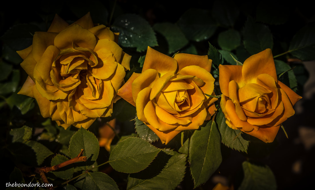 Golden roses Picture