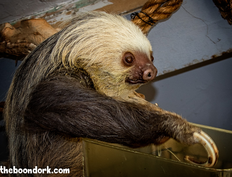 A Sloth eating lunch